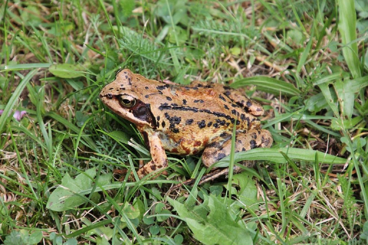 شقة Fewo Im Naturschutzgebiet Hiddenhausen المظهر الخارجي الصورة