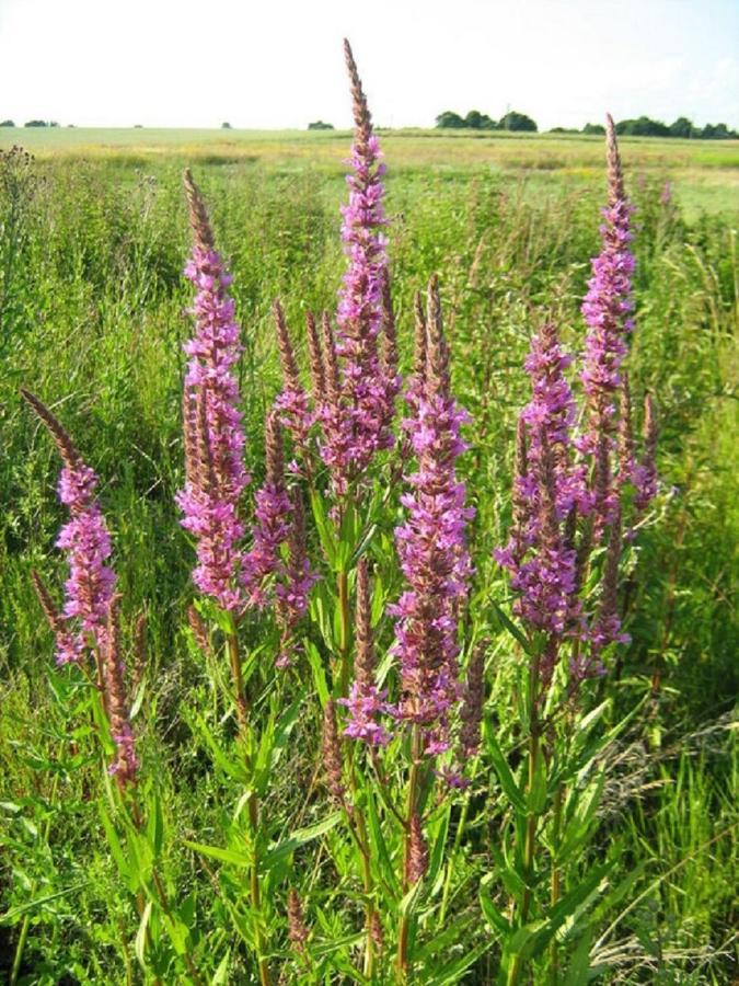 شقة Fewo Im Naturschutzgebiet Hiddenhausen المظهر الخارجي الصورة