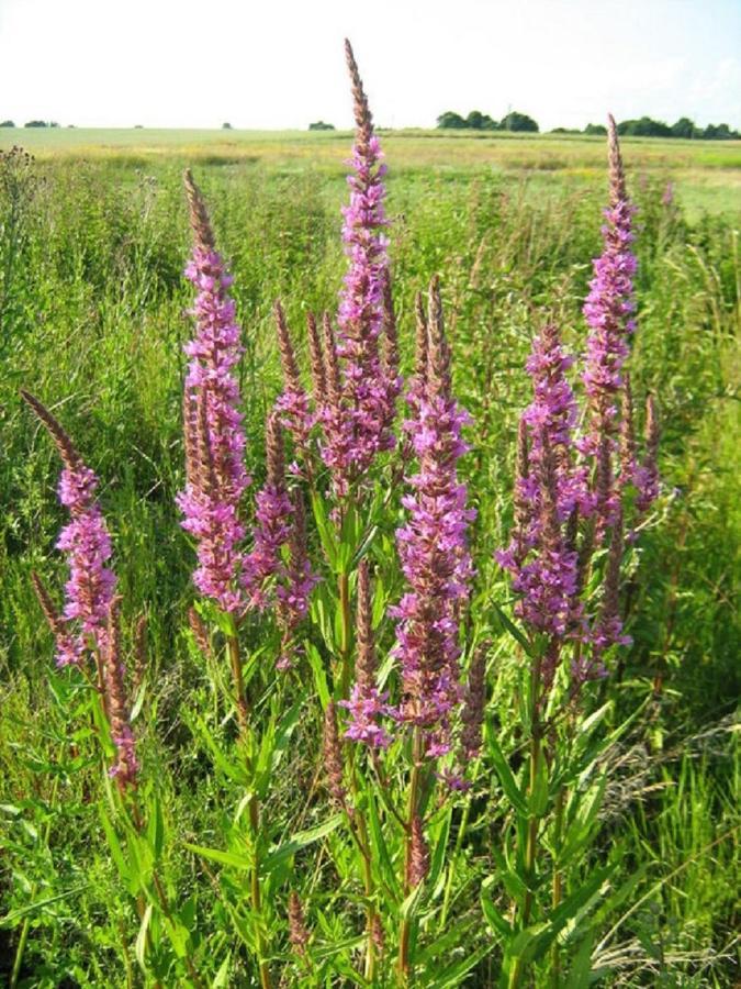 Fewo Im Naturschutzgebiet Hiddenhausen المظهر الخارجي الصورة